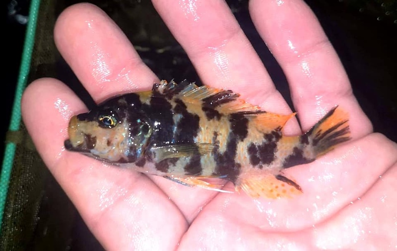 Maylandia zebra 'Narungu'